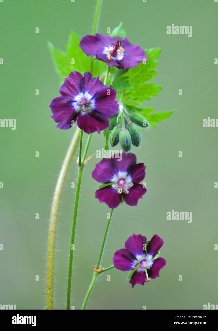 Dans la nature dans la forêt de printemps Geranium phaeum fleurs Banque D'Images