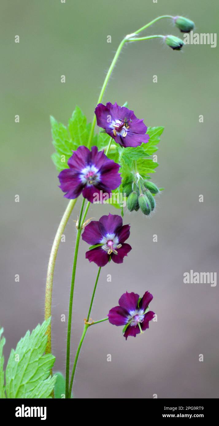 Dans la nature dans la forêt de printemps Geranium phaeum fleurs Banque D'Images