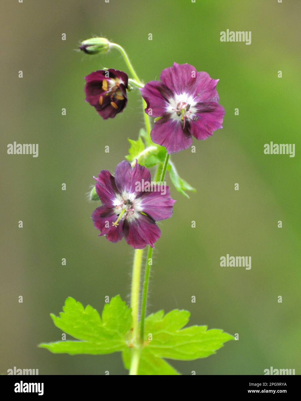 Dans la nature dans la forêt de printemps Geranium phaeum fleurs Banque D'Images