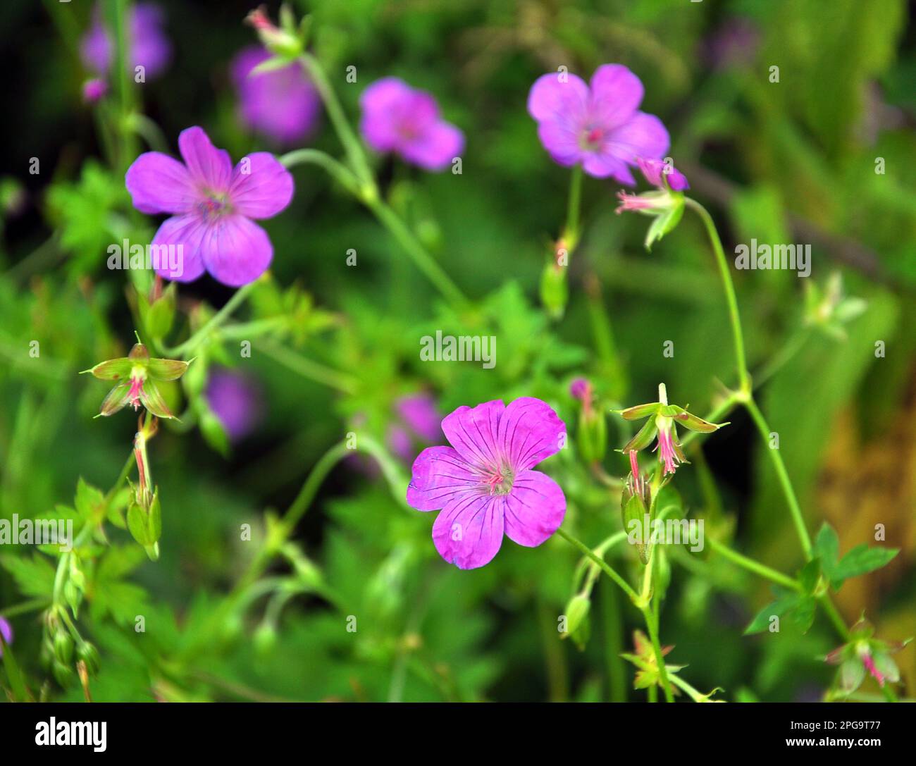Géranium croissant parmi les herbes dans la nature Banque D'Images