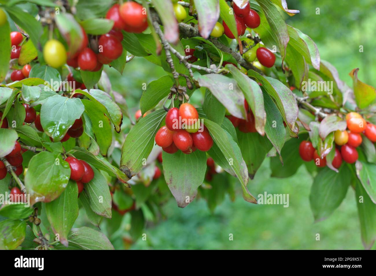 Dans le jardin sur une branche d'arbre mûrissent des fruits en bois de chien Banque D'Images