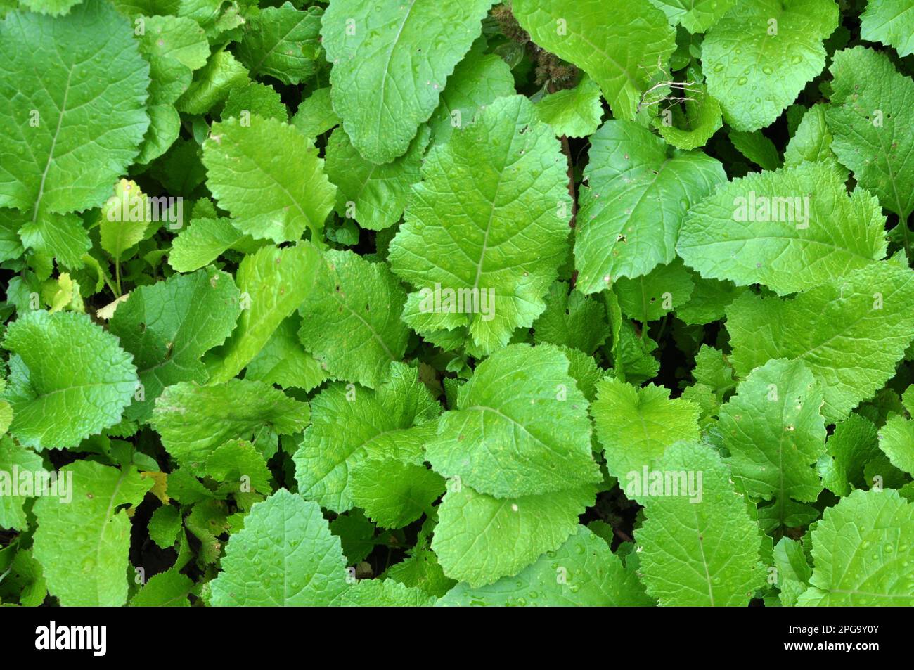 Pousses de moutarde cultivées pour engrais organique - lisier vert (siderates) Banque D'Images