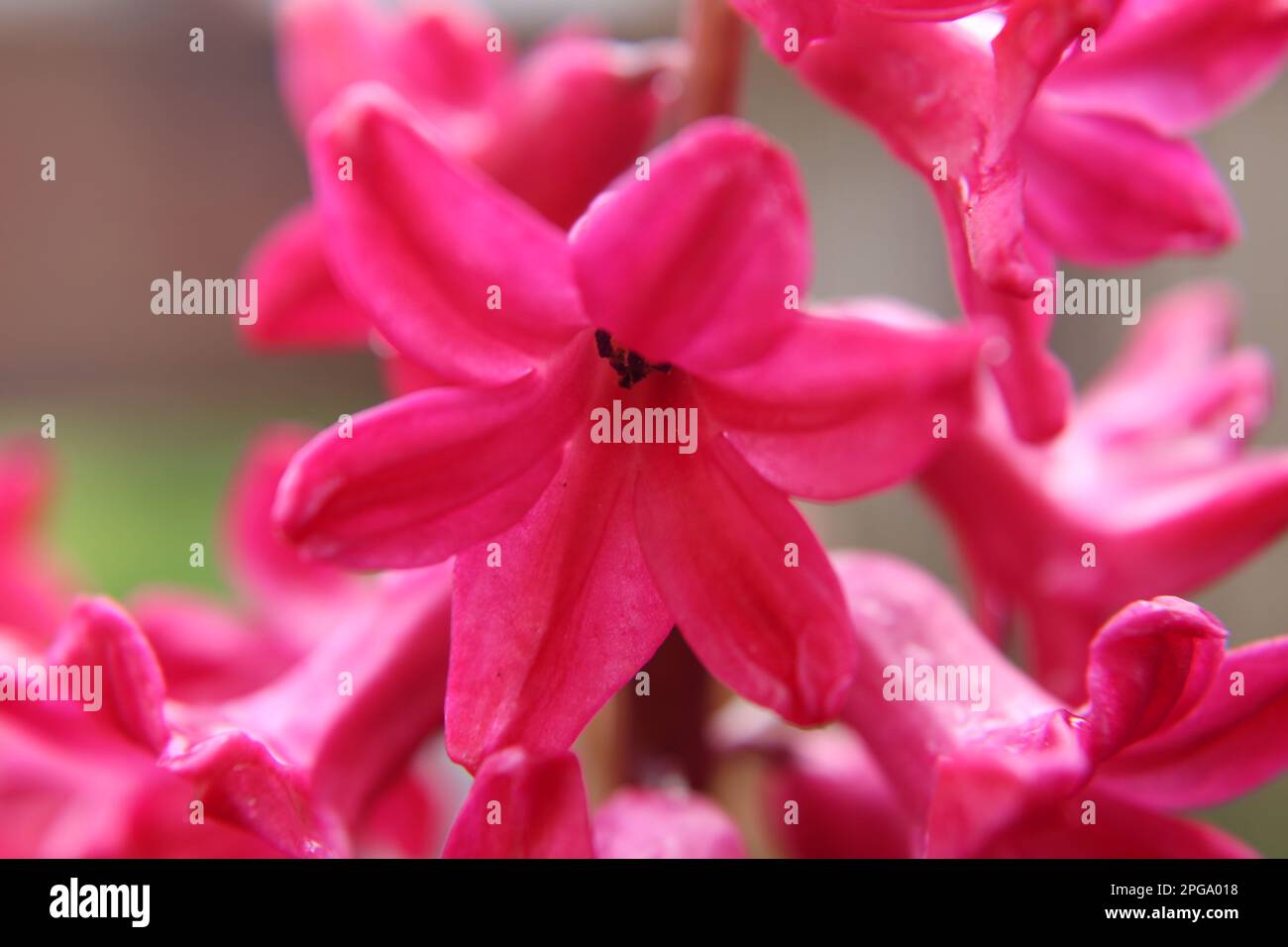 Jacinthe rose dans une macro de pot Banque D'Images