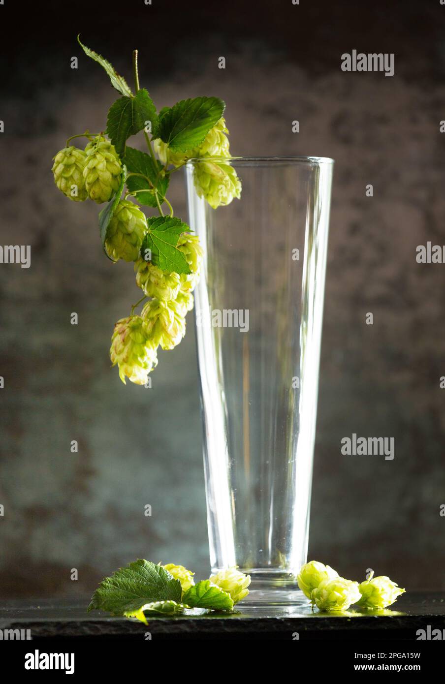 Verre vide pour bière et branches vertes de houblon sur fond sombre. Le concept de la bière naturelle. Les traditions de brassage. Festival de la bière. Oktoberfest. Banque D'Images