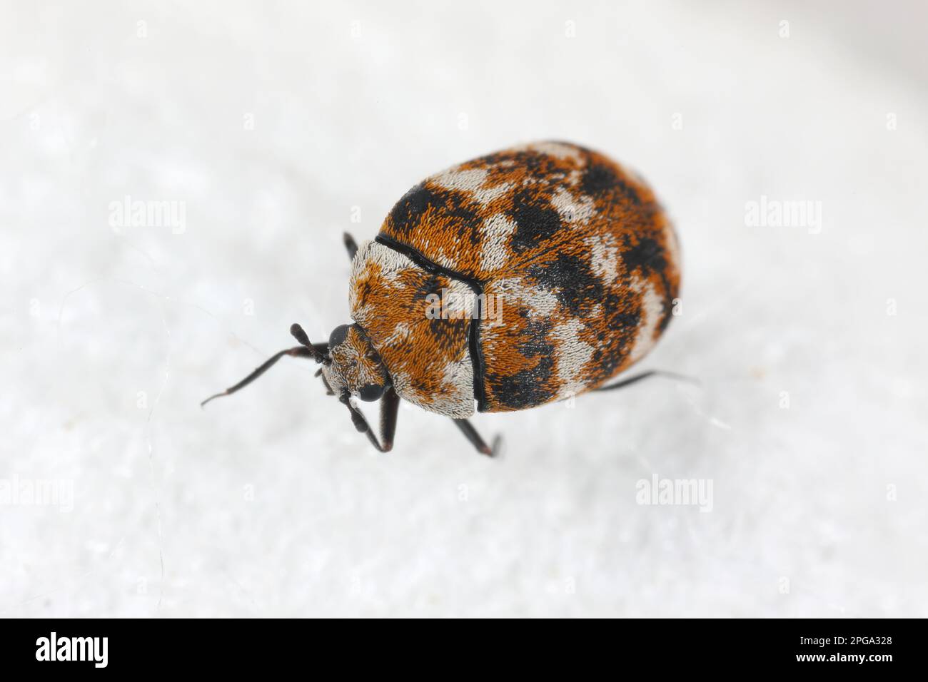 Coléoptère varié, Anthrenus verbasci. Organisme nuisible à la maison et au stockage des matières premières animales naturelles - cuir, laine, cheveux. Adulte, Dermestidae sur soie. Banque D'Images
