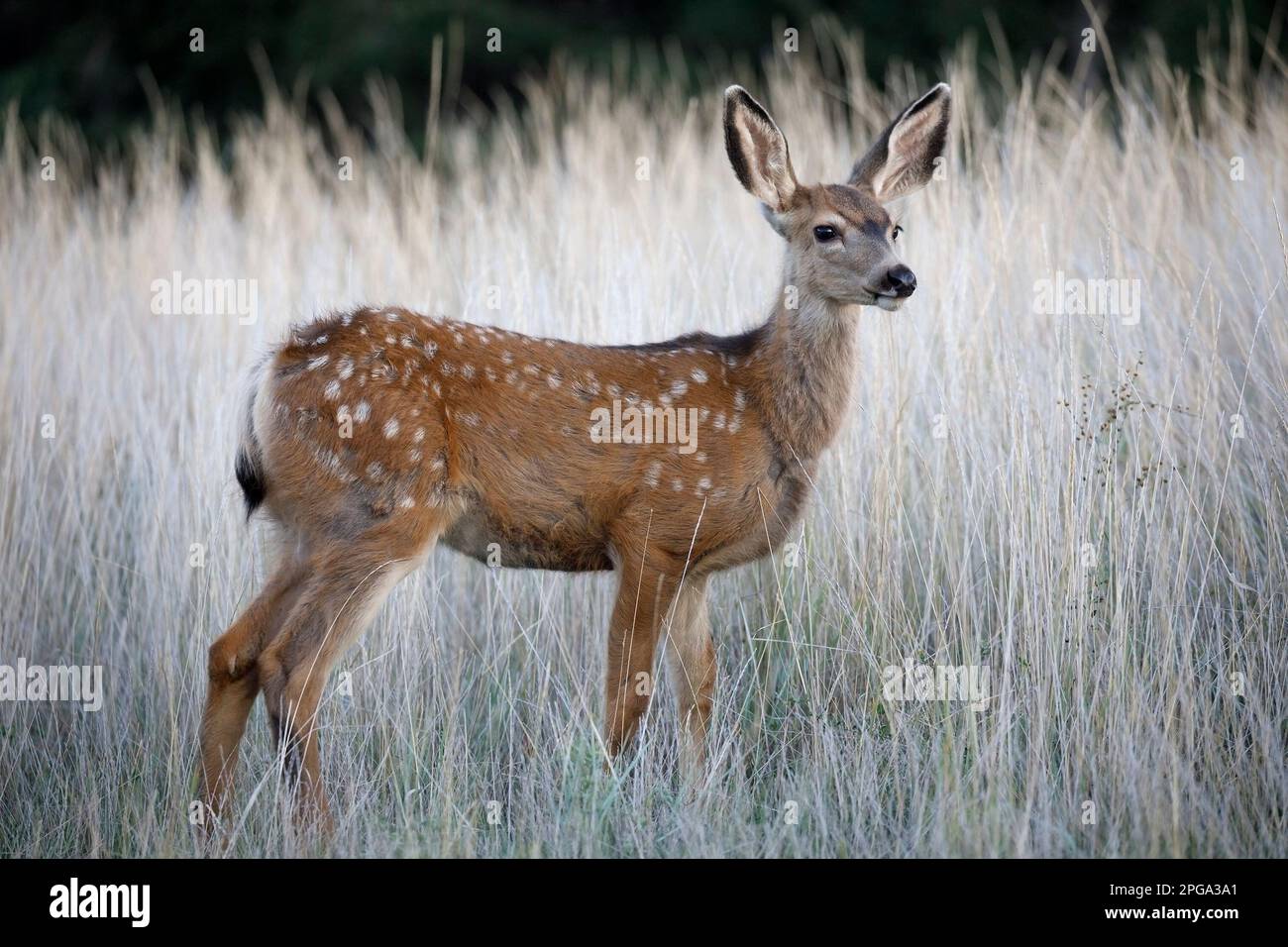 Le cerf mulet fraie debout dans un champ d'herbe haute. (Odocoileus hemionus) Banque D'Images