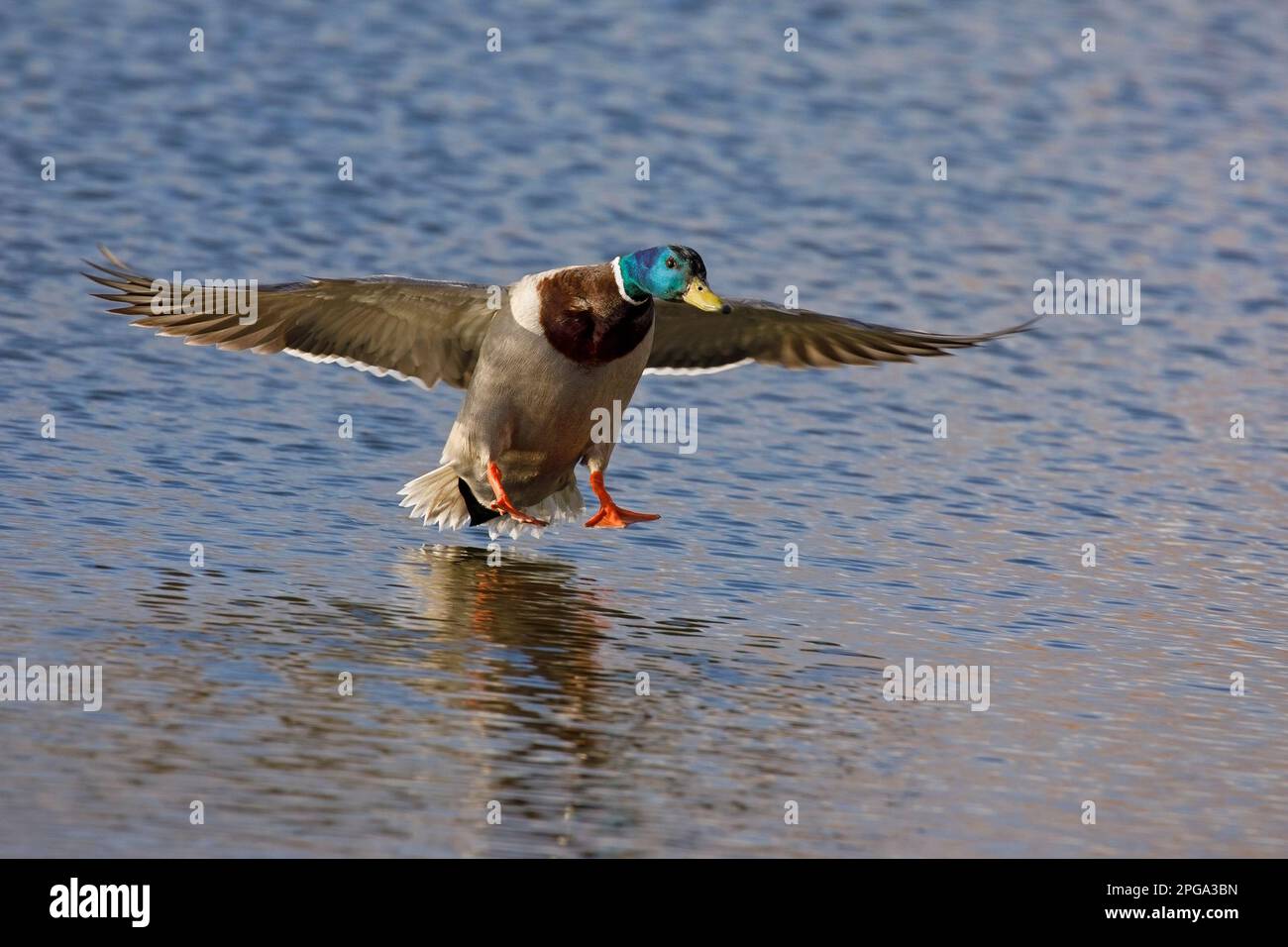 Canard colvert mâle volant et atterrissant à la surface de l'eau dans un étang, Alberta, Canada. Anas platyrhynchos Banque D'Images