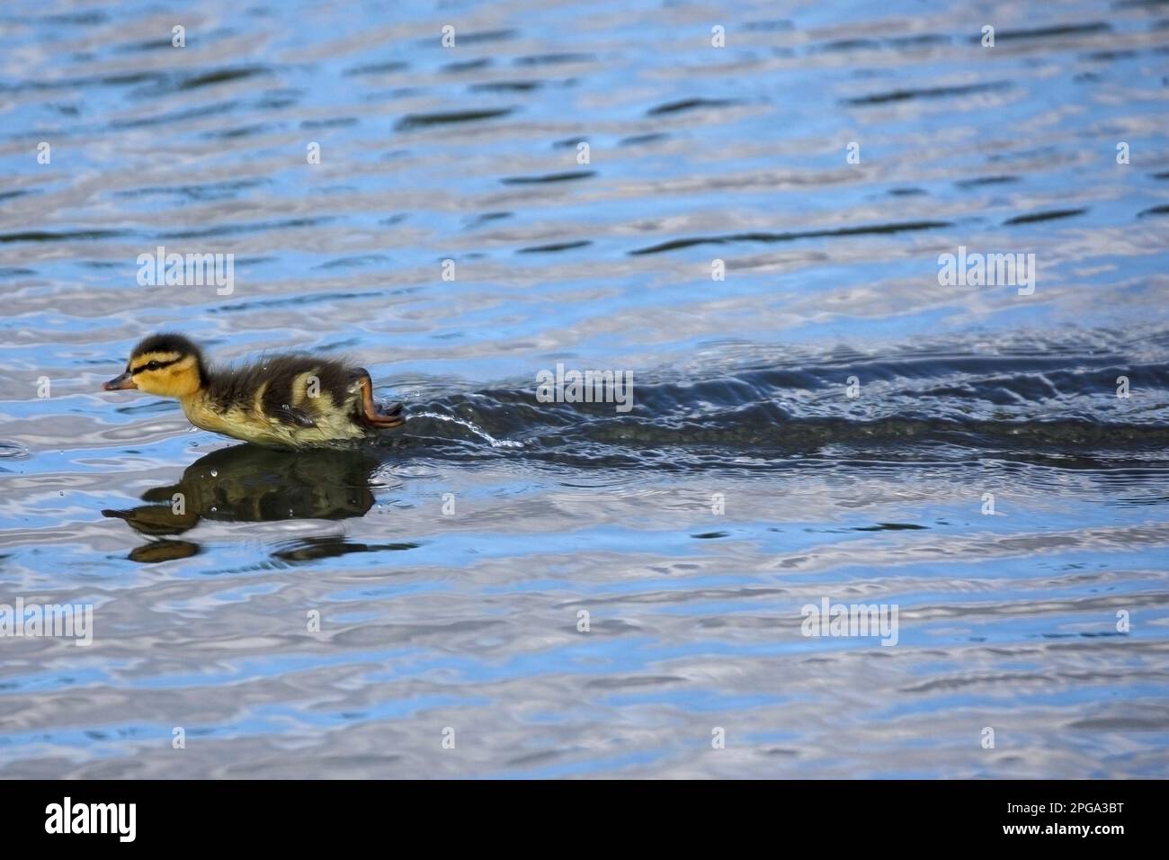 Caneton de Canard colvert qui coule le long de la surface de l'eau de l'étang à Calgary, Alberta, Canada. (Anas platyrhynchos) Banque D'Images