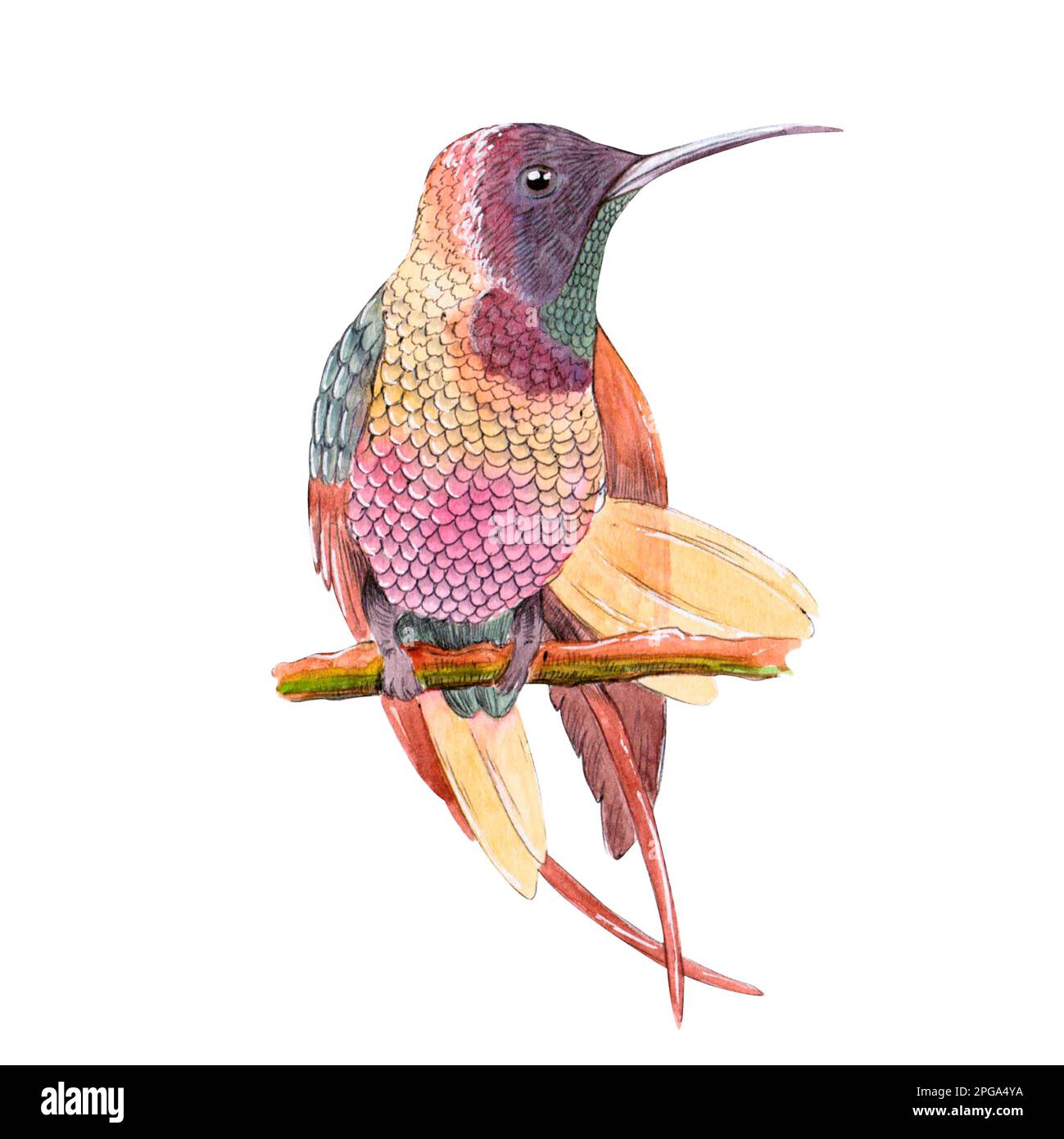 Illustration d'aquarelle Hummingbird isolée sur fond blanc Banque D'Images