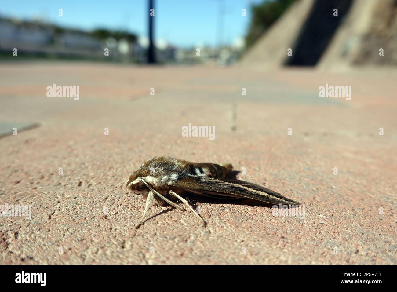 Kanaren-Wolfsmilchschwärmer (Hyles tithymali), Schmetterling mit Parasitenbefall, Grand Canaria, Espagnol, San Agustin Banque D'Images