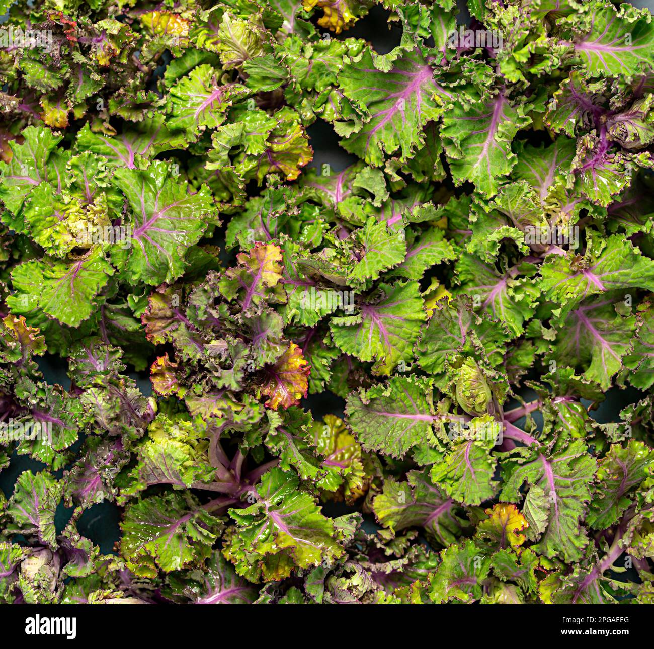 Photographie de fond de kalette fraîche, kale, plante hybride, légume Banque D'Images
