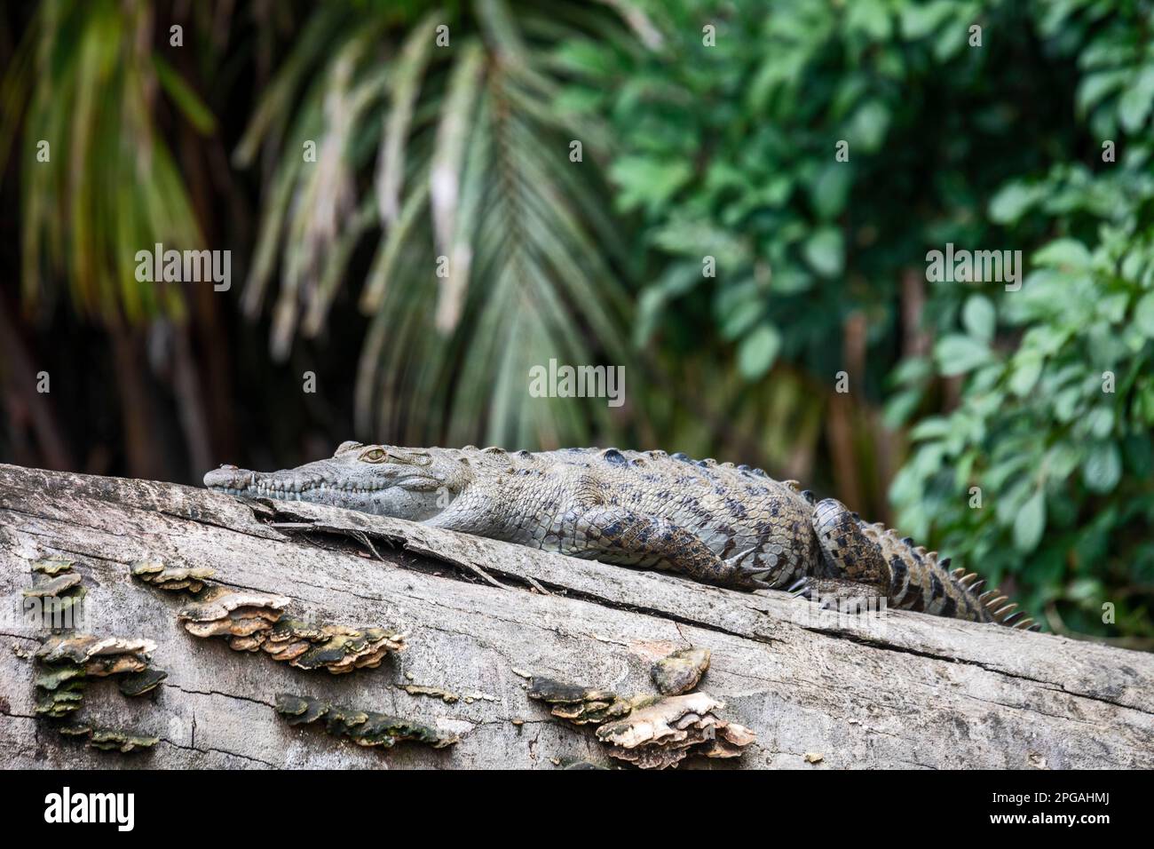 Parc national de Tortuguero, Costa Rica - un crocodile américain (Crocodylus acutus) reposant sur une bûche le long de la rivière Suerte. Banque D'Images