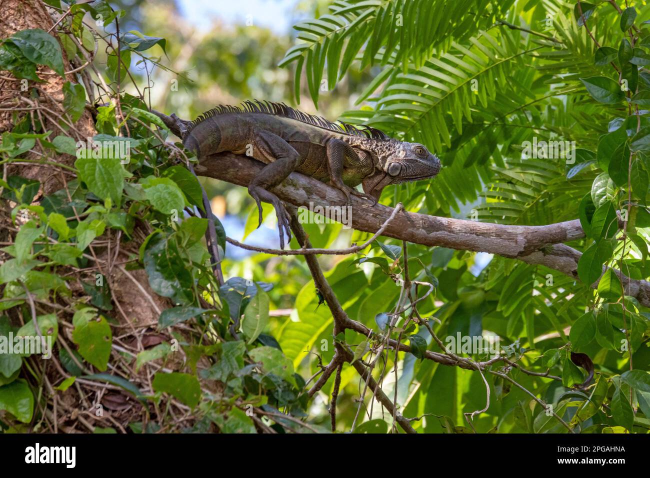 Parc national de Tortuguero, Costa Rica - iguana verte (iguana iguana). Banque D'Images