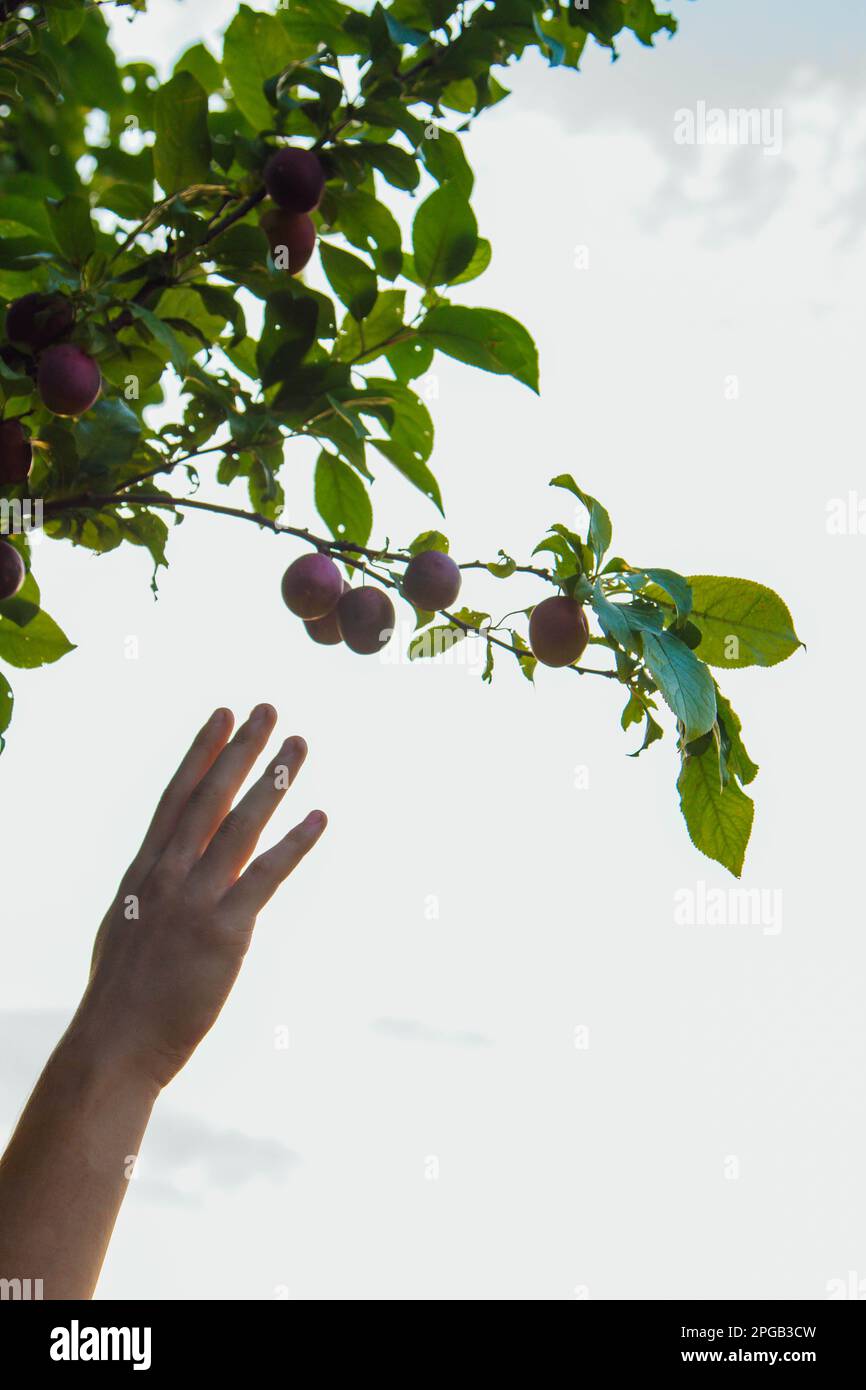 Un arbre plein de prunes bleues dans le jardin. La main d'un homme recueille les prunes bleues dans le jardin. Récolte de prunes. Les fermiers se font les mains avec des prunes fraîchement cueillies Banque D'Images