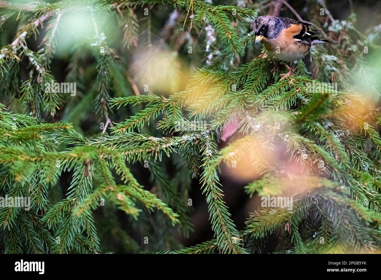 Brambling (Fringilla montifringilla) ou Northern Finch, homme adulte, Parc national de Store Mosse, Smaland, Suède Banque D'Images