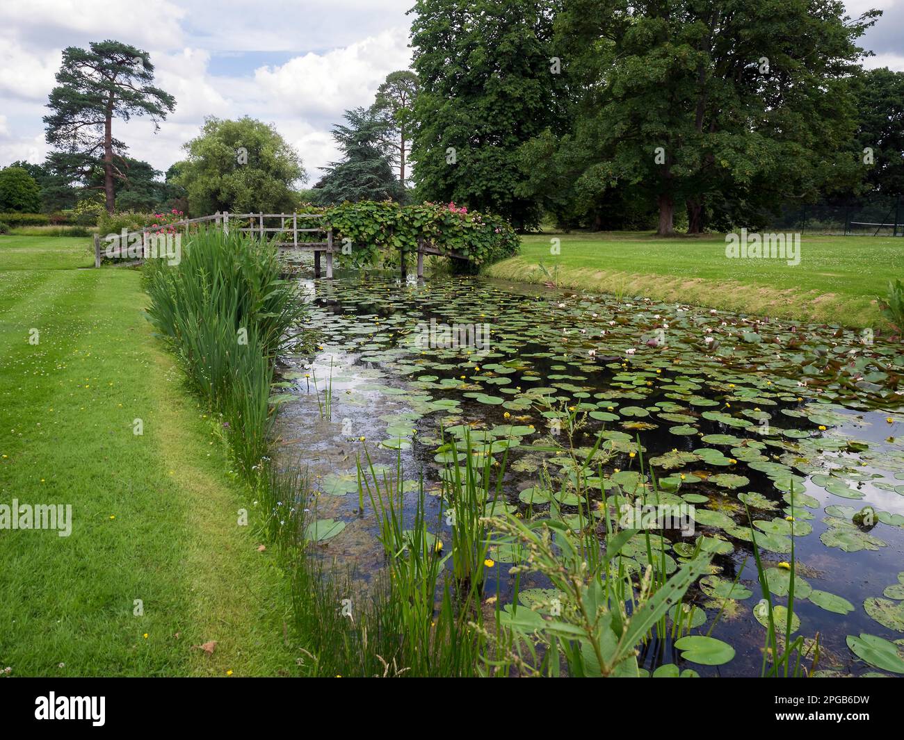 Water Lilies à Hever Castle Banque D'Images