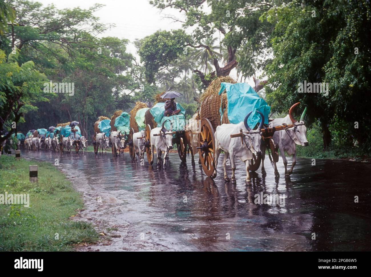 Chariots Bullock le jour des pluies, Tamil Nadu, Inde Banque D'Images