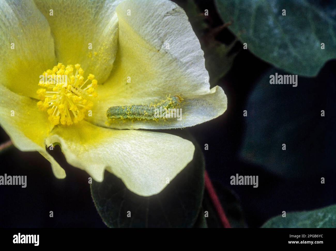 Ver de boulonnage américain sur la fleur de coton (Heliothis Armigera) Tamil Nadu, Inde du Sud, Inde, Asie Banque D'Images Ver de boulonnage américain sur la fleur de coton (Heliothis Armigera) Tamil Nadu, Inde du Sud, Inde, Asie Banque D'Images