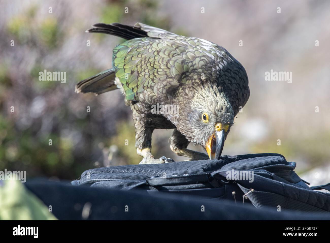 A kea (Nestor notabilis), espèce de perroquet endémique de Nouvelle-Zélande et célèbre pour ses manières espiègle mordant un sac à dos. Banque D'Images