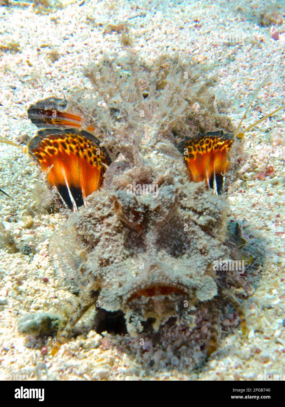 Un walkman de mer Rouge (Inimicus filamentosus) le Devilfish avertit ses ennemis avec ses nageoires colorées. Site de plongée House Reef, mangrove Bay, El Banque D'Images