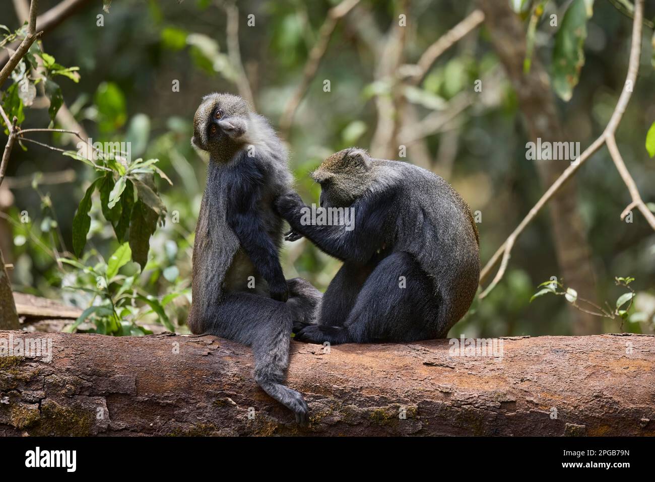 Singes diademed (Cercopithecus mitis stuhlmanni), toilettage de deux animaux sur un tronc d'arbre, Parc national d'Arusha, Tanzanie, Afrique de l'est Banque D'Images