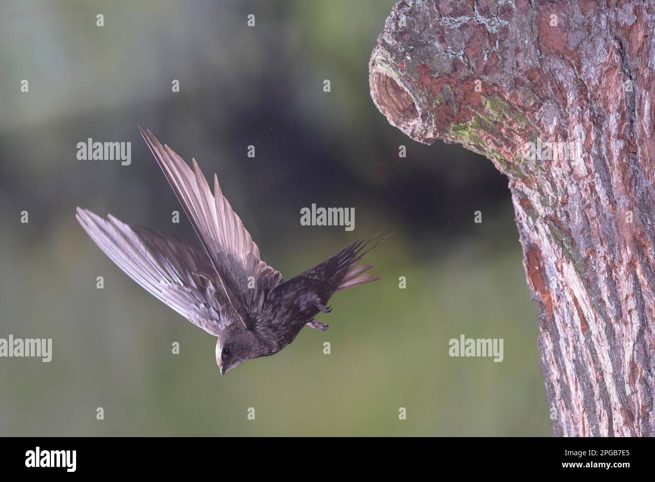 Common Swift (Apus apus), vol depuis la grotte des pics, vallée de Selke près de Harzgerode, montagnes de Harz, Allemagne Banque D'Images