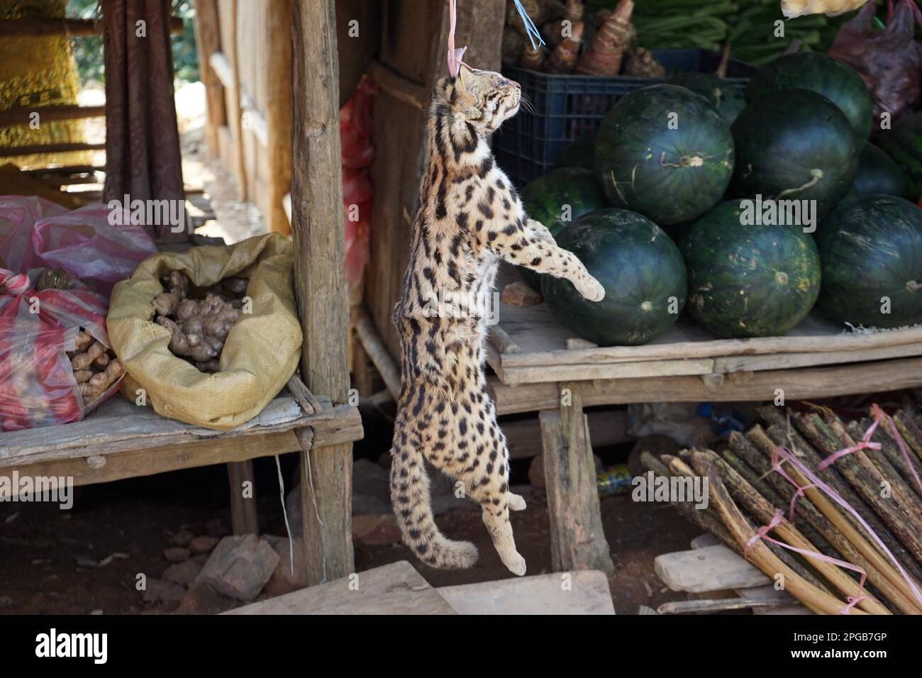 Décrochage au bord de la route, chat léopard mort (Prionailurus bengalensis), province d'Oudomxai, Laos Banque D'Images