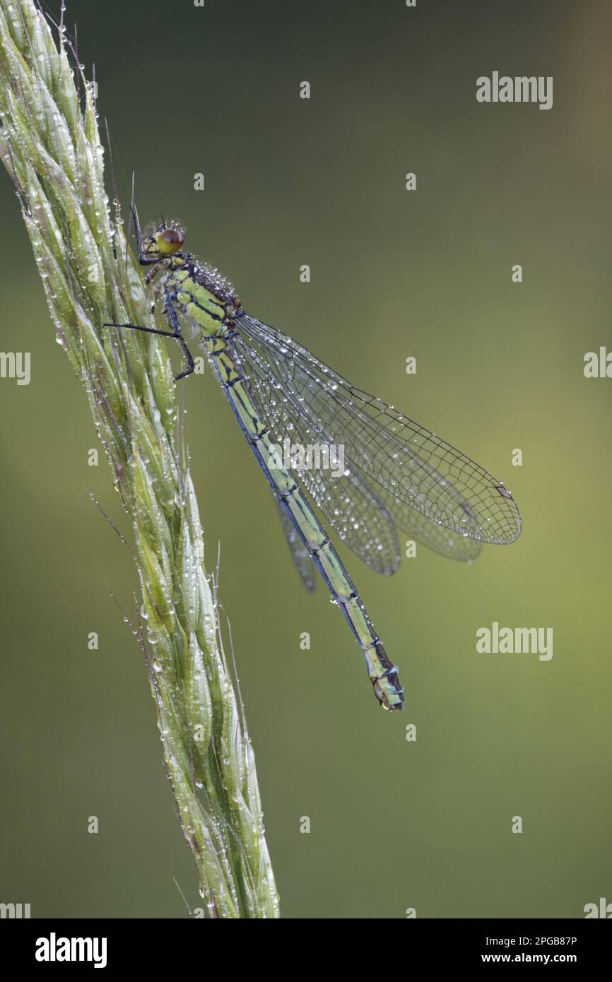 Mouche à oeil rouge (Erythromma najas), femelle adulte, recouverte de rosée, reposant sur l'herbe, Leicestershire, Angleterre, Grande-Bretagne Banque D'Images