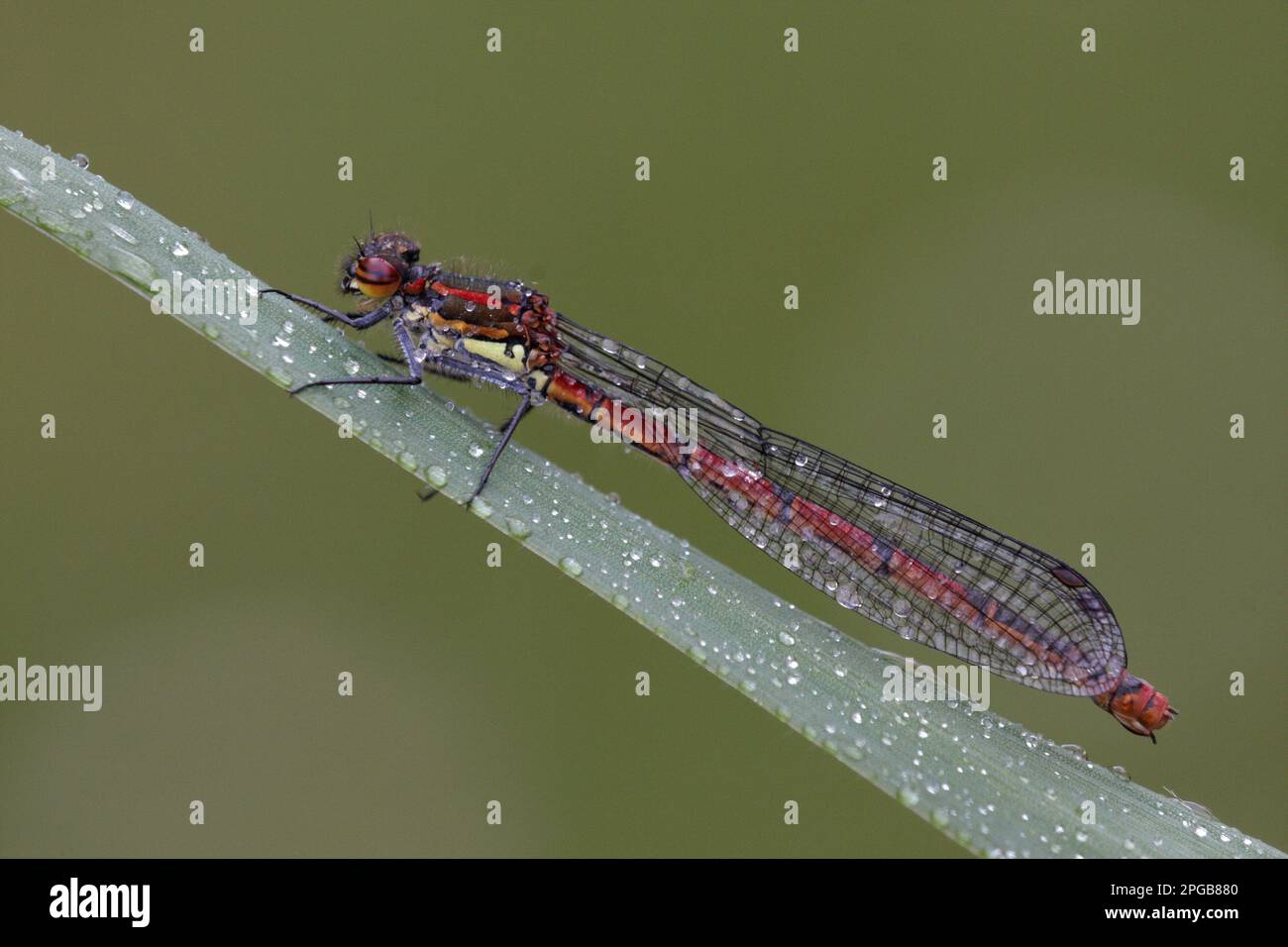 Damselfly précoce (Pyrhosoma), damselfly précoce, damselflies précoces, autres animaux, insectes, Libellules, animaux, grande mouche rouge Banque D'Images