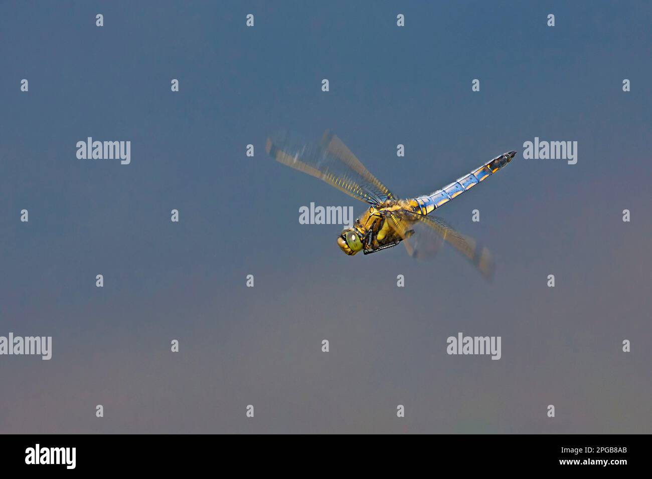 Skimmer à queue noire (Orthetrum canculatum), homme adulte, en vol, Warwickshire, Angleterre, Royaume-Uni Banque D'Images