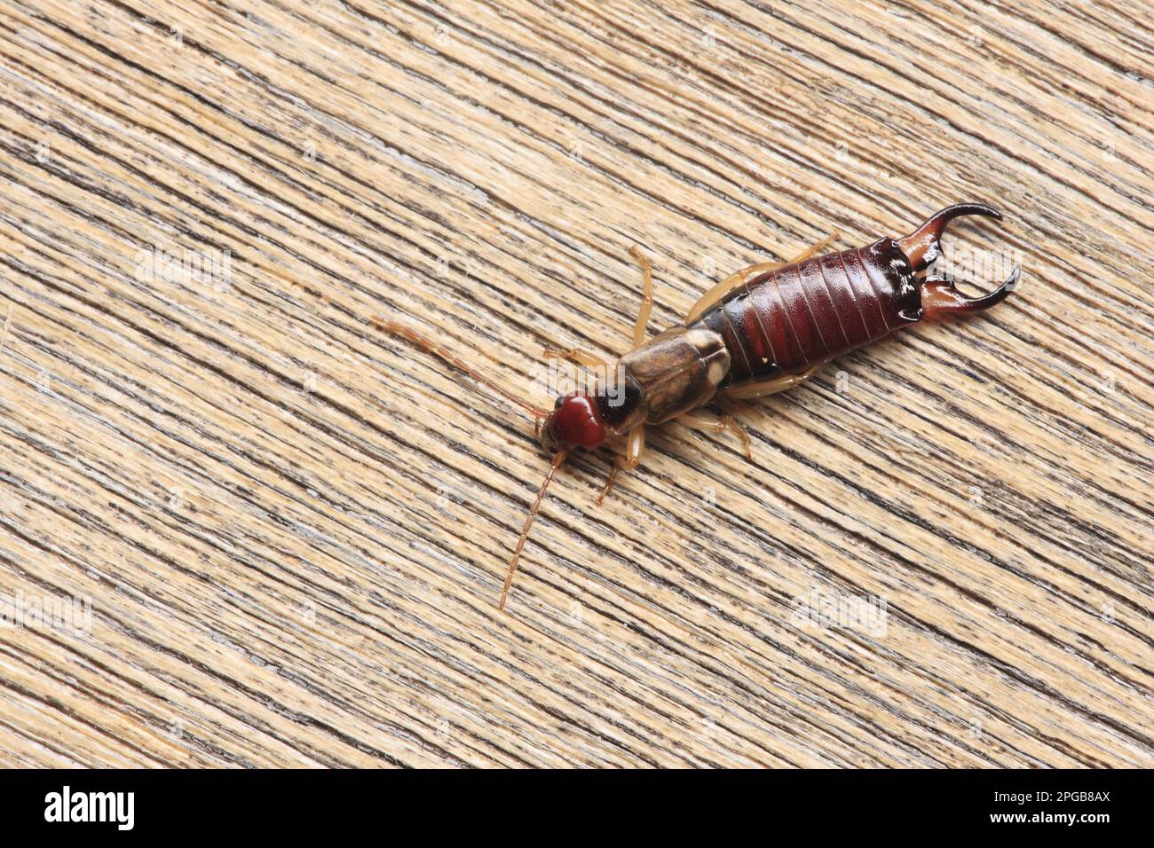 Common Earwig (Forficula auricularia) adulte mâle, sur bois, Hertfordshire, Angleterre, Royaume-Uni Banque D'Images