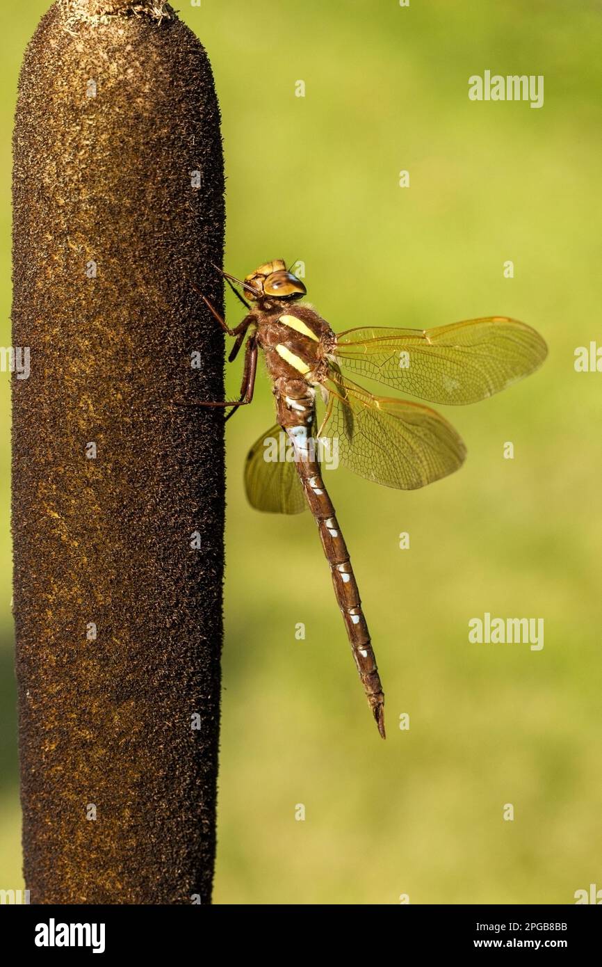 Belliciste marron (Aeshna grandis), damselflies brunes, autres animaux, insectes, libellules, Animaux, Brown Hawker adulte mâle, reposant sur reedmace Banque D'Images