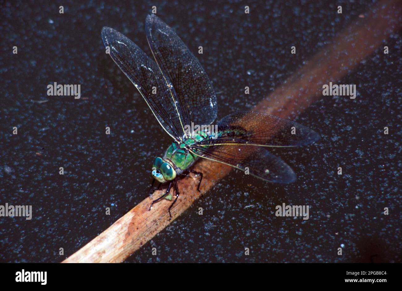 Libellules d'empereur (Anax imperator), autres animaux, insectes, libellules, animaux, Empereur Dragonfly femelle oviposting Banque D'Images