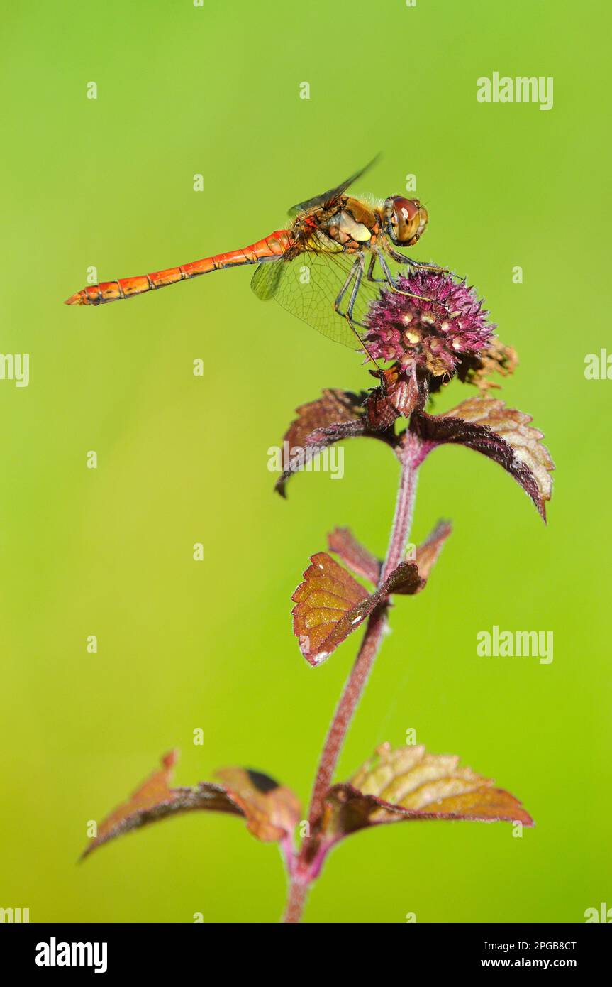 Dard commun (Sympetrum striolatum), homme adulte reposant sur la tête de fleur de menthe d'eau (Mentha aquatica), Oxfordshire, Angleterre, United Banque D'Images