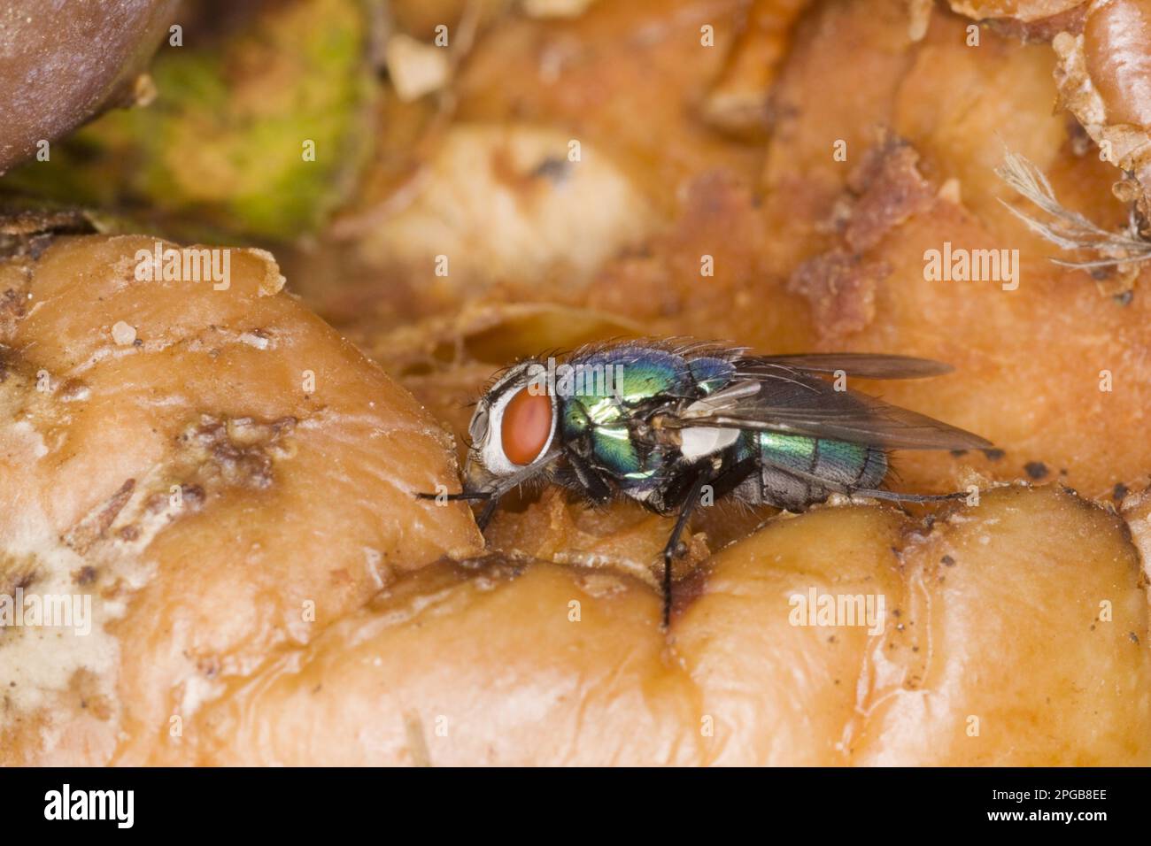 Bouteille de verdure commune (Lucilia sericata) adulte, se nourrissant de la pomme pourrie, Essex, Angleterre, Royaume-Uni Banque D'Images