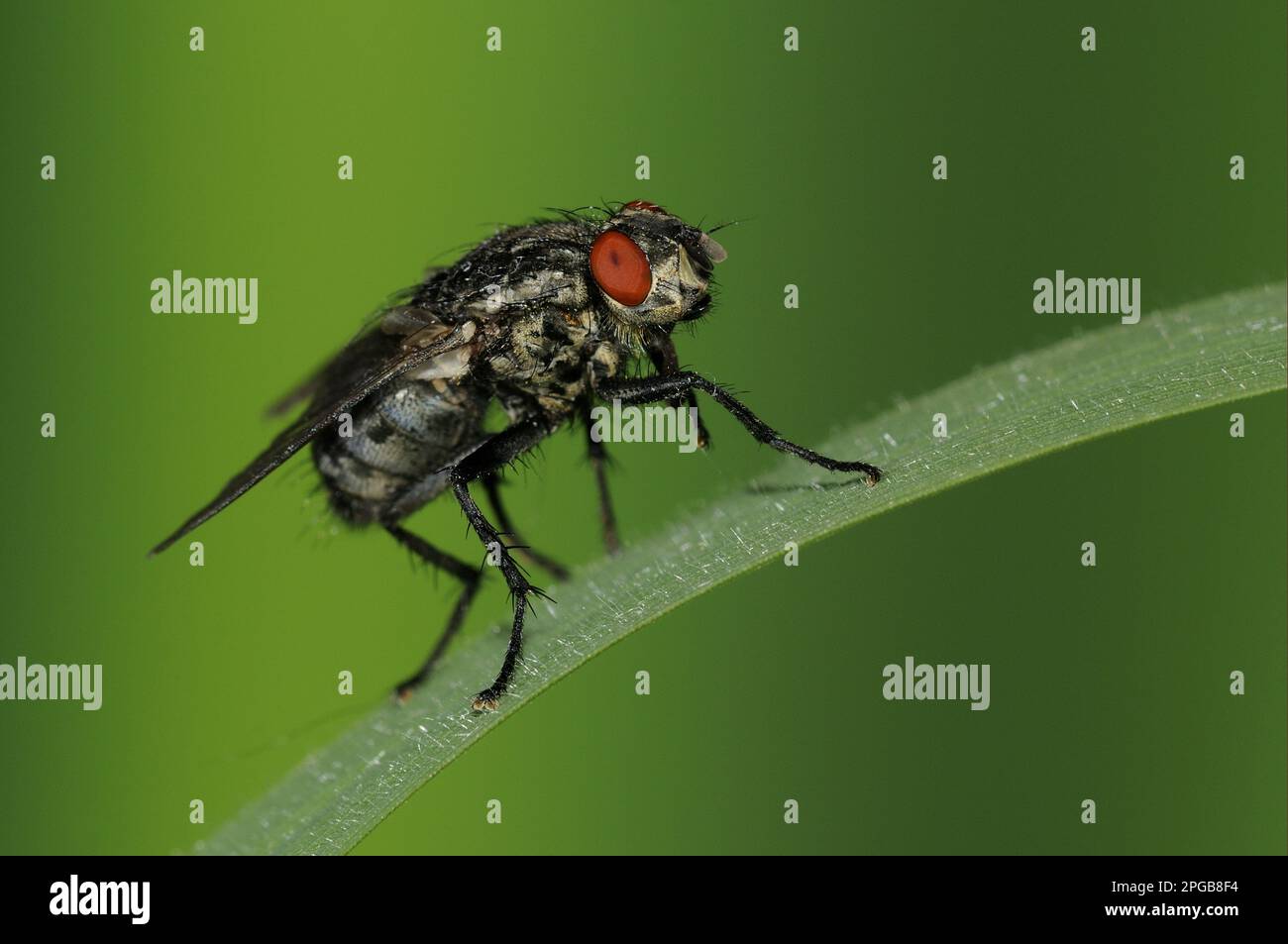 Mouche à chair grise, mouches à chair grise (Sarcophaga carnaria), autres animaux, insectes, animaux, mouche à chair adulte, Repose sur l'herbe Oxfordshire, Angleterre Banque D'Images