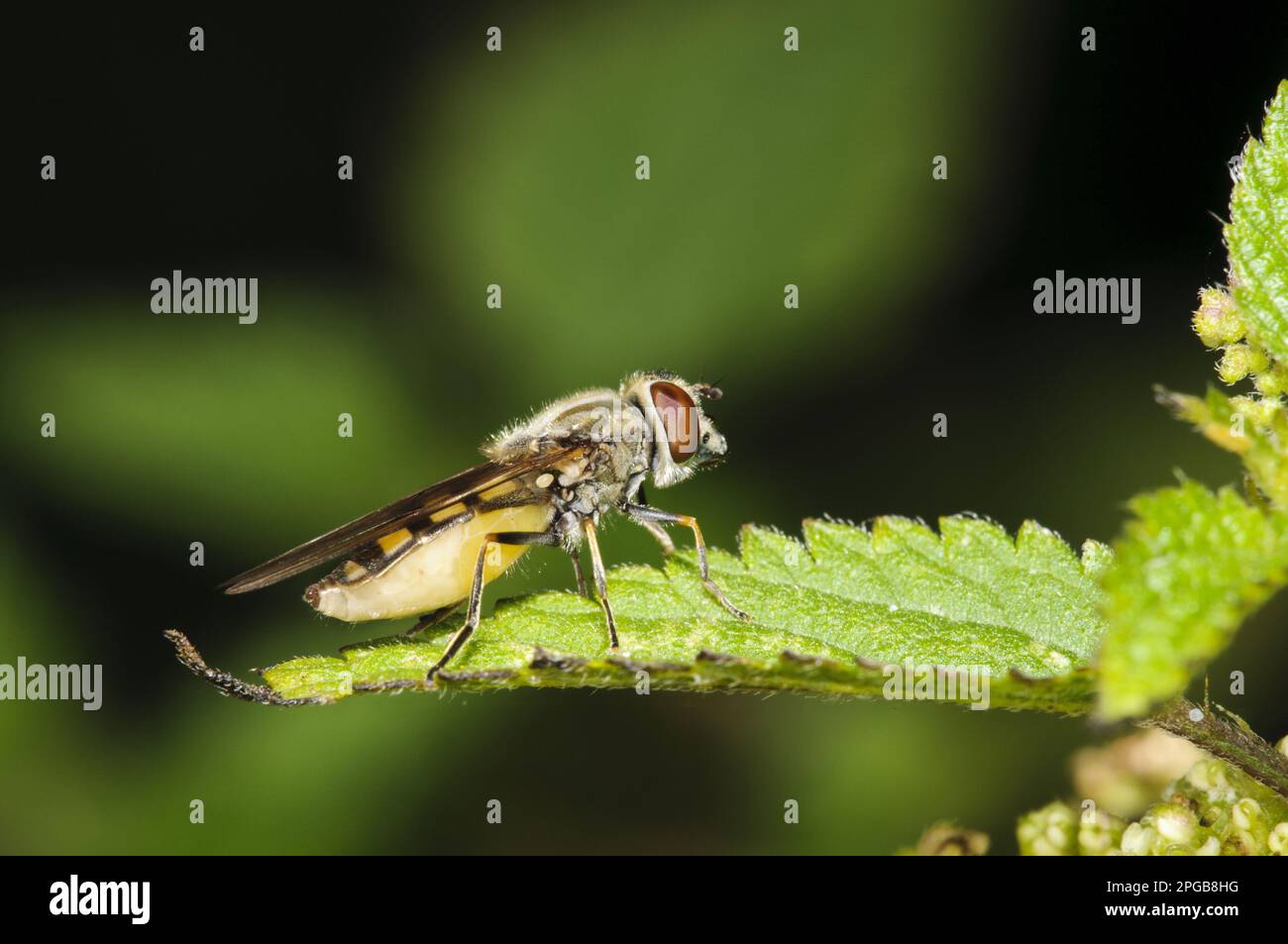 Petit aéroglisseur, petit aéroglisseur (Syrphus vitripennis), Hoverfly, Hoverflies, autres animaux, insectes, Animaux, Hoverfly-imite de guêpe adulte, repos sur Banque D'Images