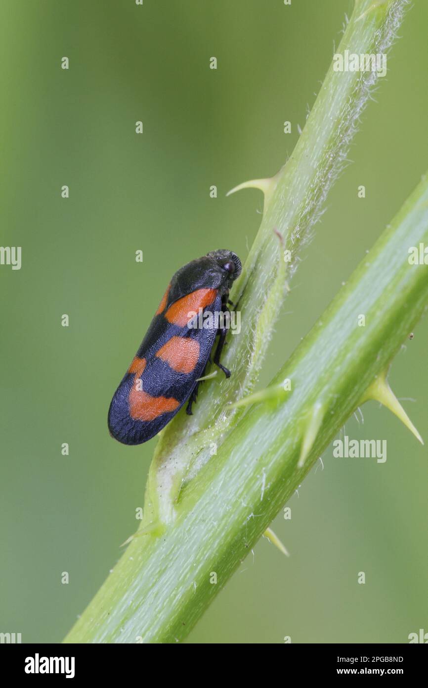 Froghopper rouge-et-noir (Cercovis vulnerata), Froghopper rouge-et-rouge, cicada de sang, cicadas de sang, Cicada, Autres animaux, insectes, animaux Banque D'Images