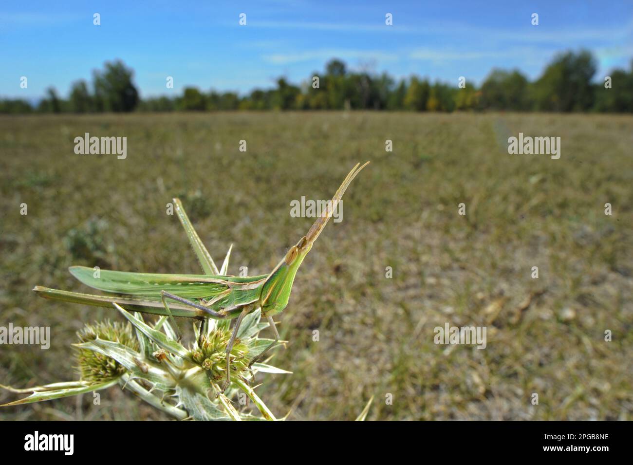 Cabas à face de la Méditerranée (Acrida ungarica mediterranea) adulte, reposant sur une plante dans un habitat de steppe, Italie Banque D'Images