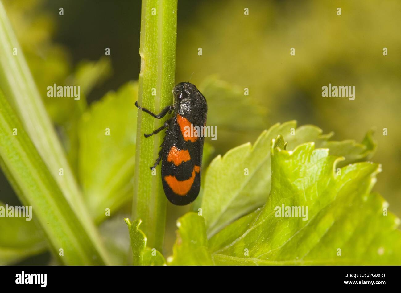 Coupe-froid rouge et noir (Cercovis vulnerata), coupe-froid noir et rouge adulte, accroché à la tige, Norfolk, Angleterre, Royaume-Uni Banque D'Images