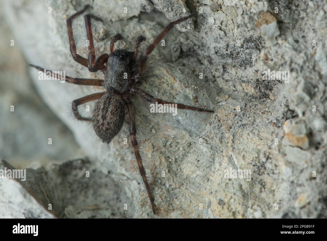 Badumna lonquinqua ou l'araignée grise, une espèce d'arachnidés non indigène introduite à Aotearoa en Nouvelle-Zélande. Banque D'Images
