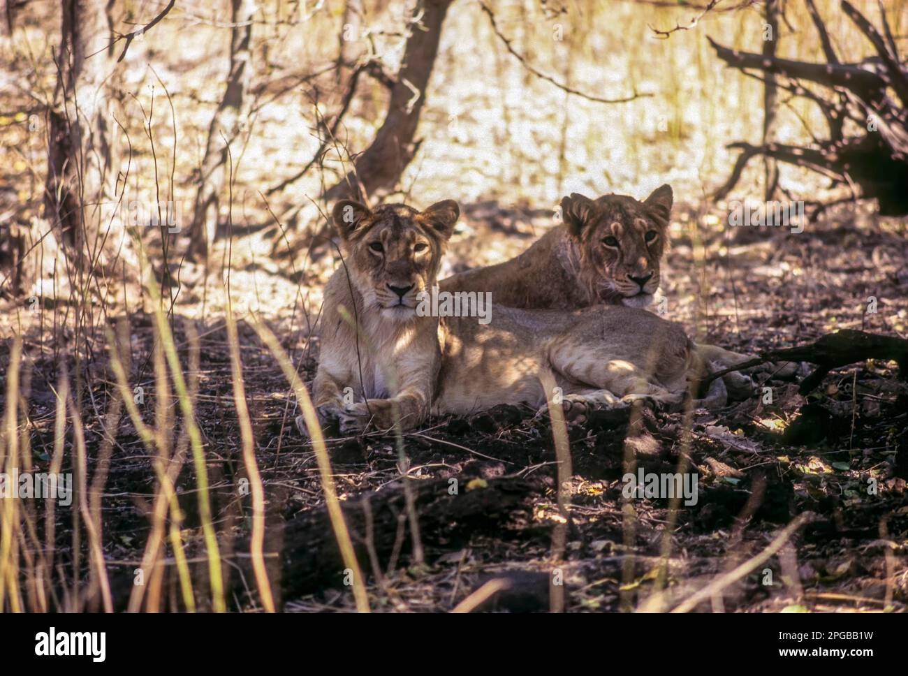 Lion, sous-adultes dans le parc national de GIR, Sasan GIR, Gujarat, Inde, Asie Banque D'Images