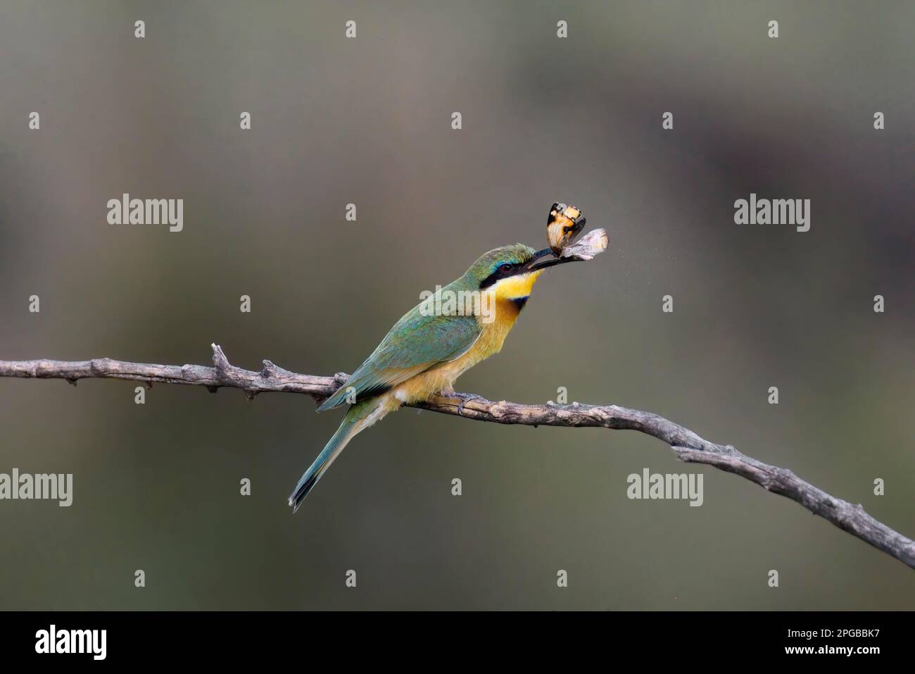 Petite abeille (Merops pusillus) avec papillon capturé sur une branche, Parc national de Serengeti, Tanzanie, Afrique de l'est Banque D'Images