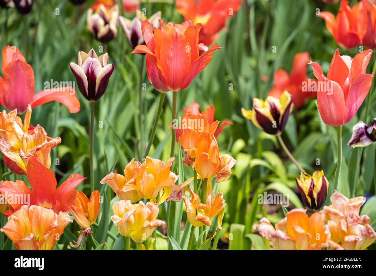 Magnifiques fleurs de tulipes printanières au jardin botanique d'Atlanta, dans le centre-ville d'Atlanta, en Géorgie. (ÉTATS-UNIS) Banque D'Images