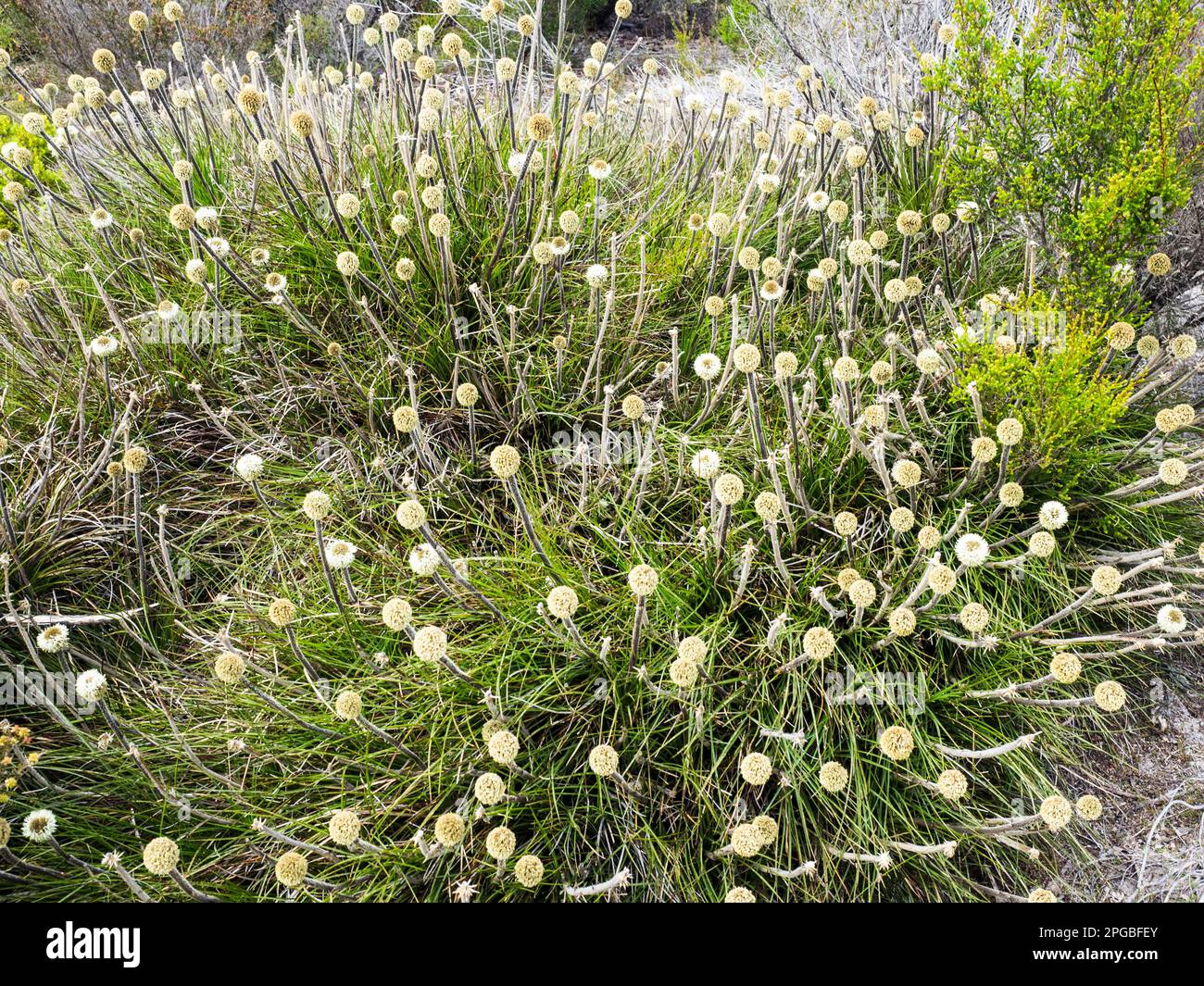 Pilons (Dasypogon bromeliifolius) à côté de Bibbulmun Track, Nuyts Wilderness, Walpole-Nornalup National Park Western Australia. Banque D'Images