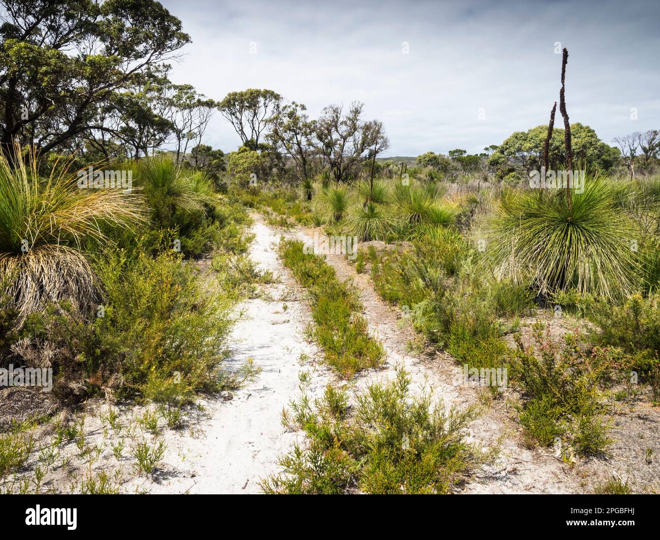 Grasstrees (Xanthorrhaea preissii) le long de la piste sablonneuse jusqu'à Nuyts Wilderness, parc national de Walpole-Nornalup, Australie occidentale, Australie Banque D'Images