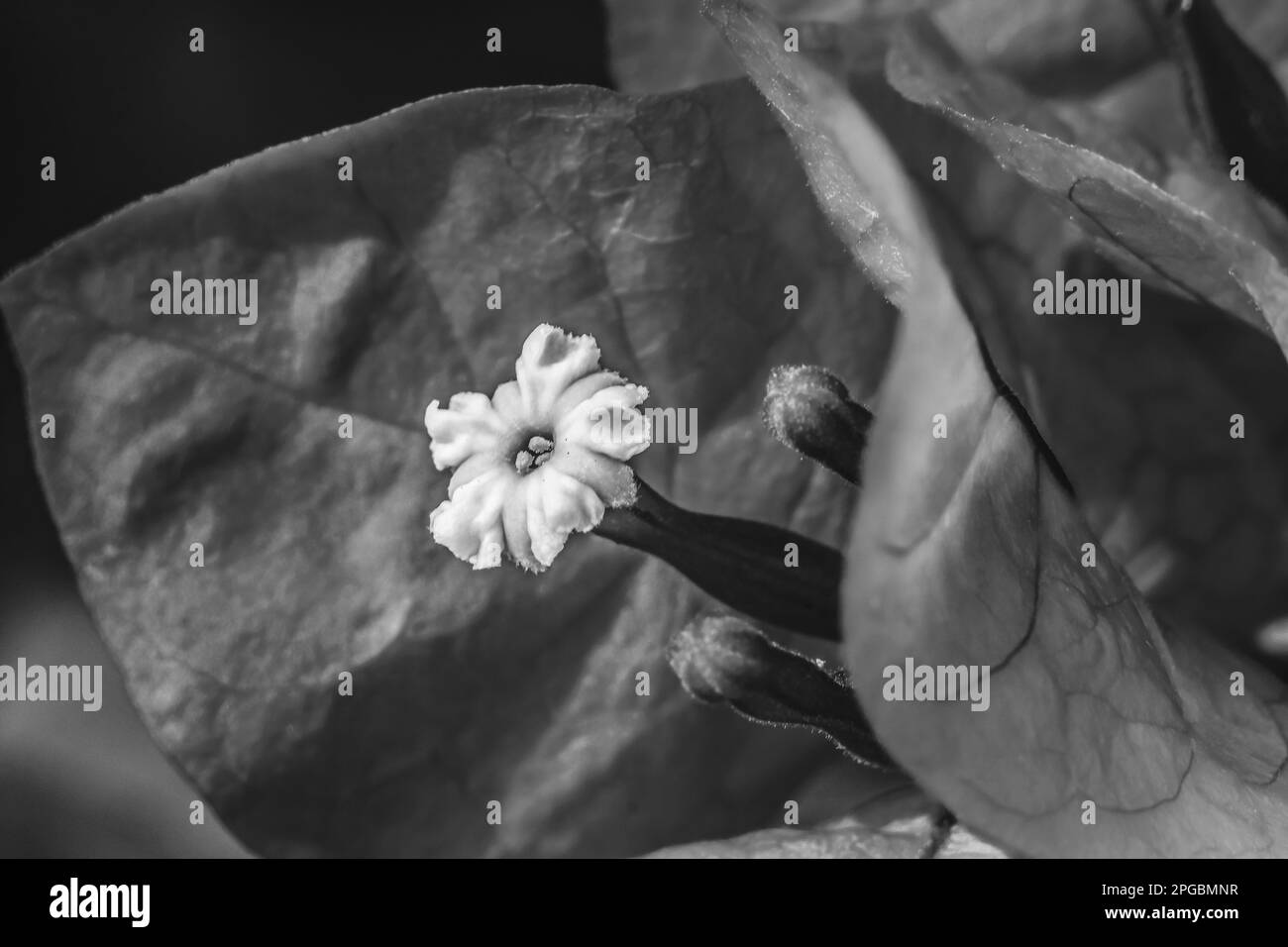 Bougainvilliers noir et blanc spectabilis Emboutissage de fleurs blanc Fermer Banque D'Images