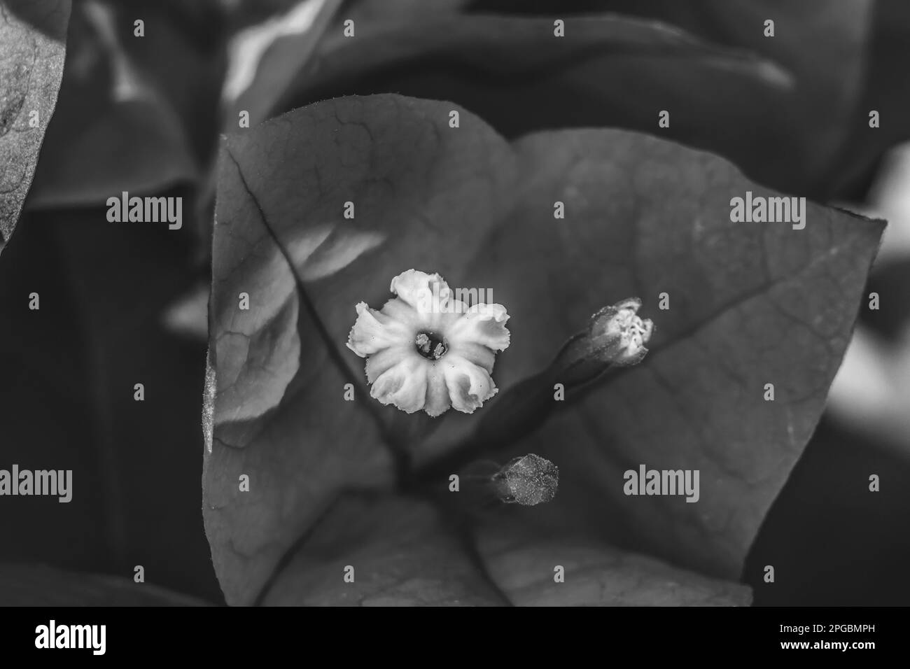 Bougainvilliers noir et blanc spectabilis Emboutissage de fleurs blanc Fermer Banque D'Images