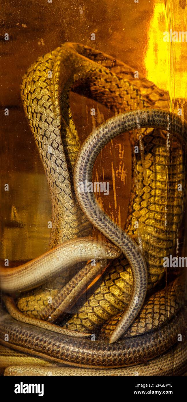 Boisson alcoolisée, teinture à l'aide d'un serpent. Banque D'Images