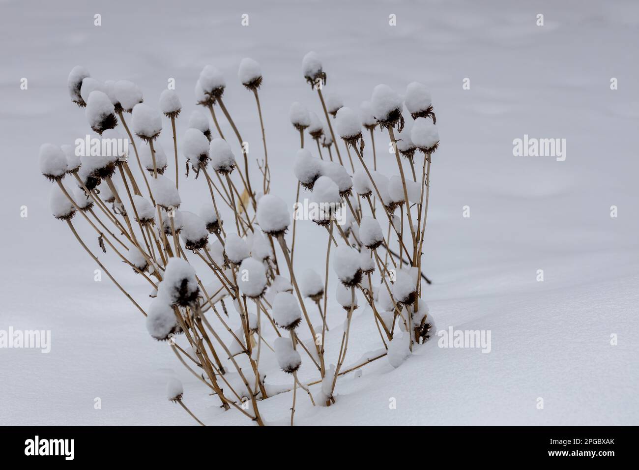 Vue rapprochée des tiges de coneflower séchées enneigées à la suite d'un blizzard hivernal Banque D'Images